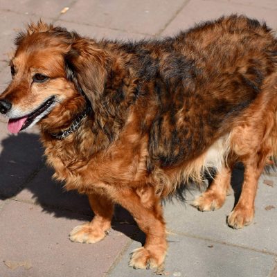 wallpaper anjing menggemaskan wallpaper anjing menggemaskan