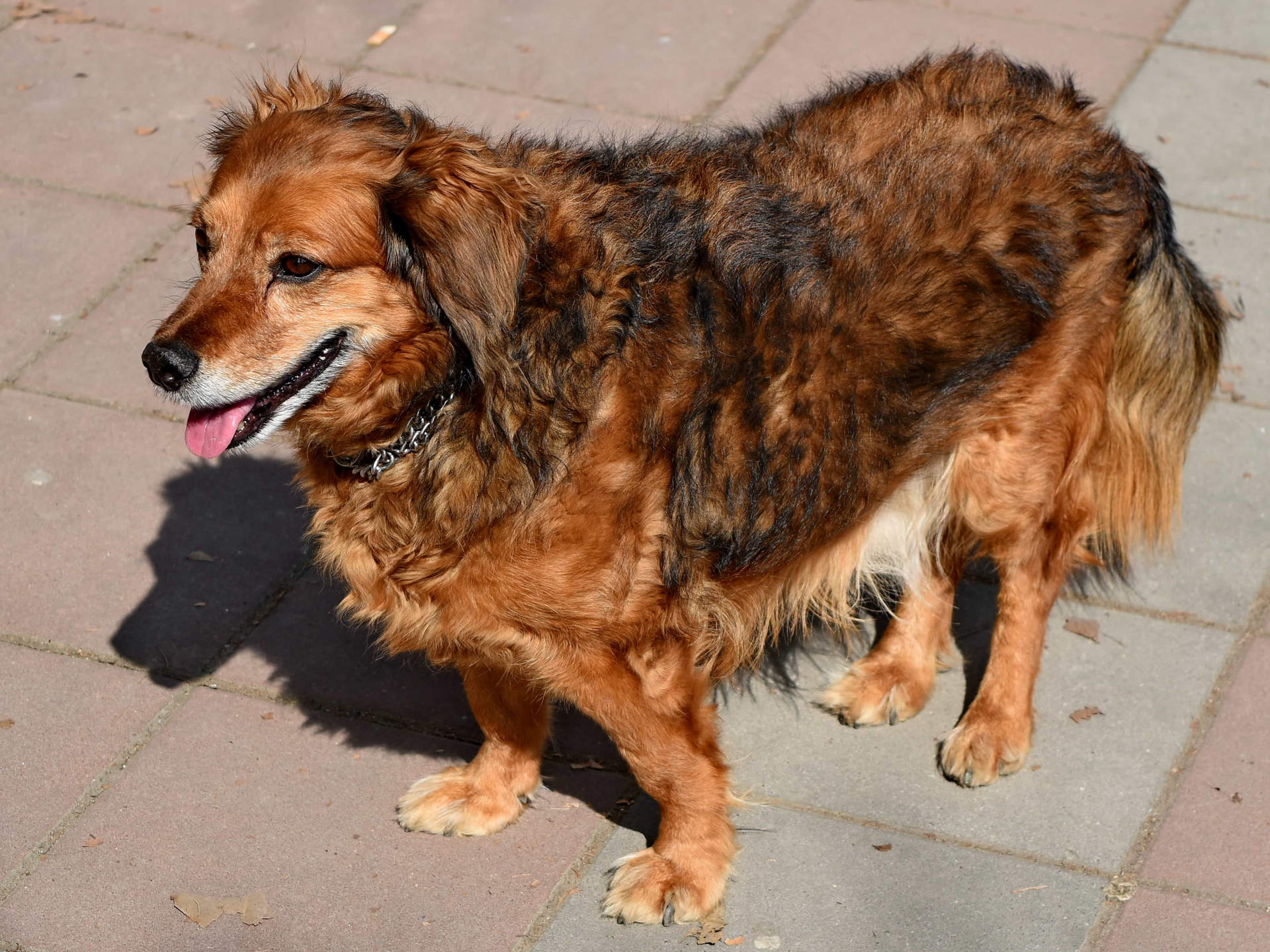 wallpaper anjing menggemaskan