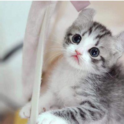 wallpaper kucing menggemaskan wallpaper kucing menggemaskan