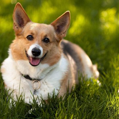 wallpaper hewan anjing corgi