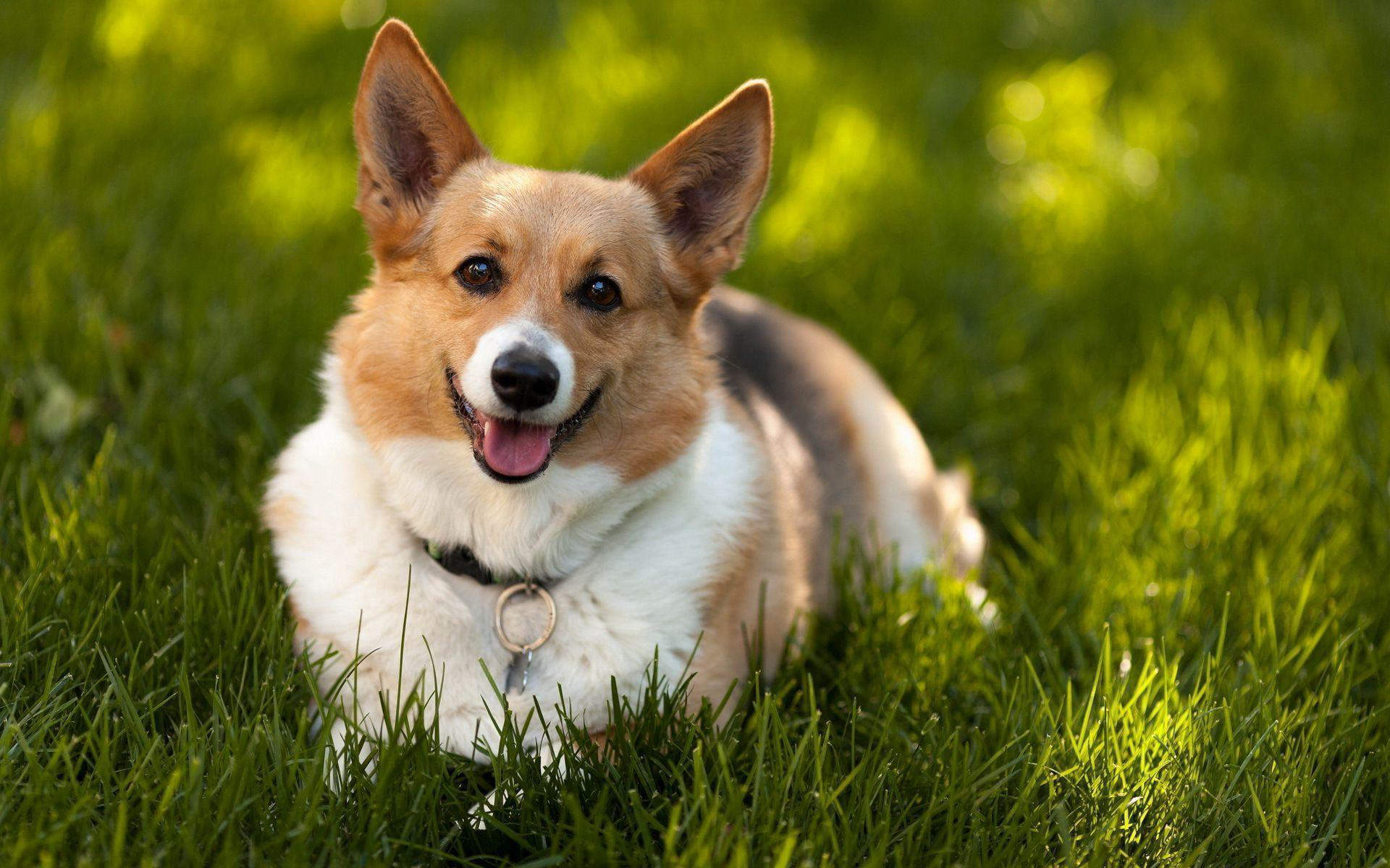 wallpaper hewan anjing corgi