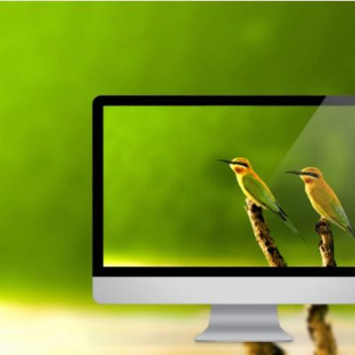 wallpaper burung indah wallpaper burung indah