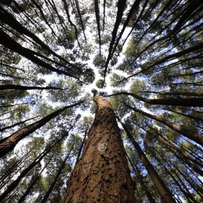 wallpaper pemandangan hutan tropis wallpaper pemandangan hutan tropis