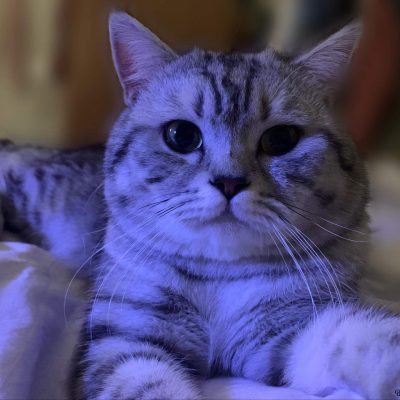 wallpaper kucing elegan wallpaper kucing elegan