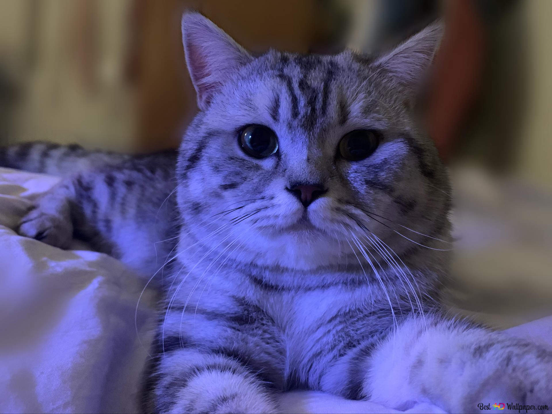 wallpaper kucing elegan