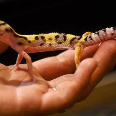 wallpaper hewan eksotis wallpaper hewan eksotis