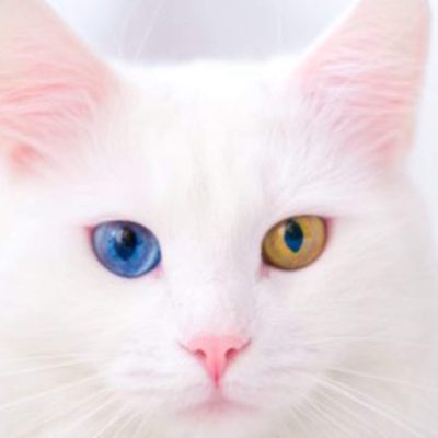 wallpaper kucing putih cantik wallpaper kucing putih cantik