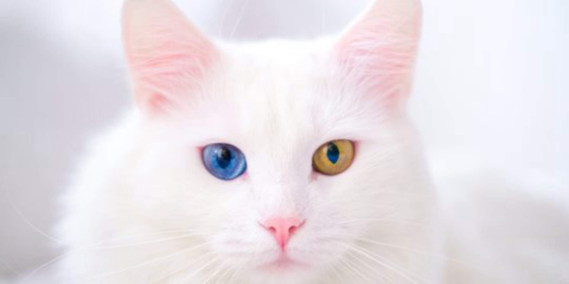 wallpaper kucing putih cantik