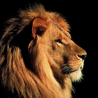 wallpaper singa alam wallpaper singa alam