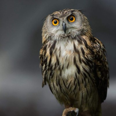 wallpaper burung hantu unik wallpaper burung hantu unik